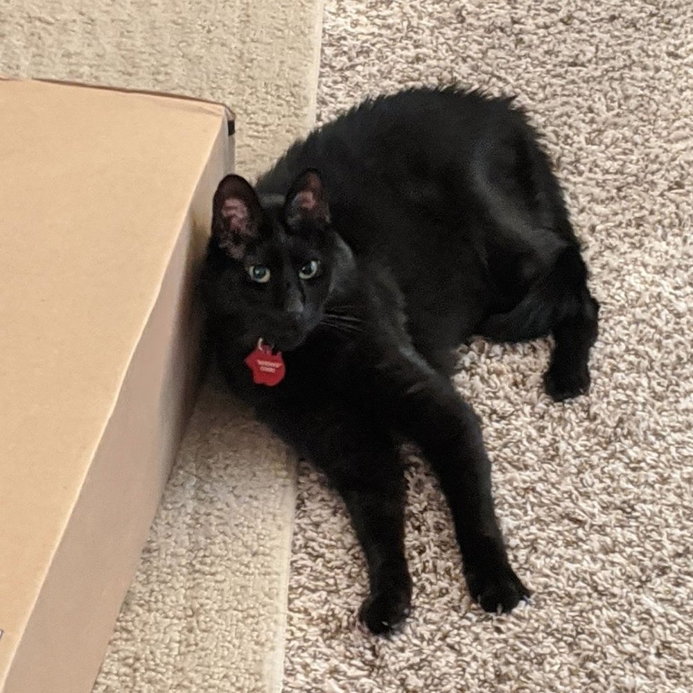 Murdock, Blind Cat and Rescue Advocate